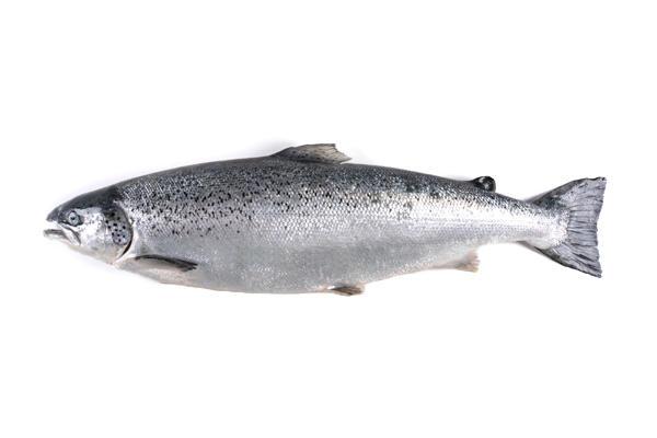 Fresh Whole Salmon